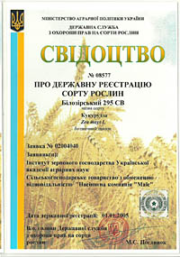 Билозирский 295 СВ - зерно кукурузы