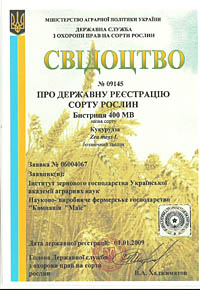 Быстриця 400 МВ - семена кукурузы
