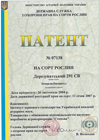 Днипровский 257 СВ - зерно кукурузы