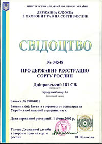 Днипровский 181 СВ - семена кукурузы