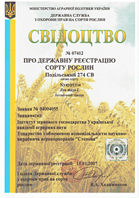 Подильский 274 СВ - зерно кукурузы