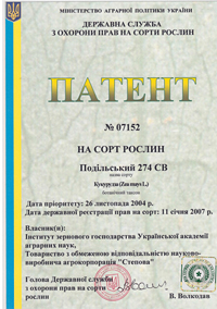 Подильский 274 СВ - зерно кукурузы