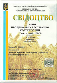 Пятихатский 270 СВ - зерно кукурузы