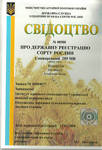 Санжарский 289 МВ - зерно кукурузы