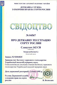 Славутич 162 СВ - семена кукурузы