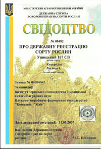 Ушицкий 167 СВ - семена кукурузы