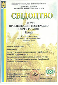Венілія - насіння кукурудзи
