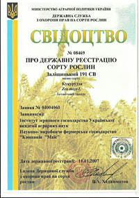Залищицкий 191 СВ - семена кукурузы
